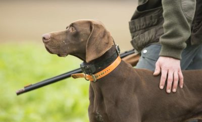 Chasse sur le Domaine d’Andigny