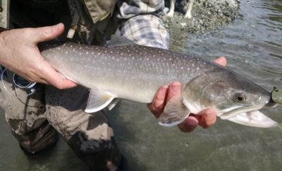 Truite à la cuillère dans l’Hérault