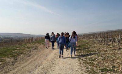 Balade commentée dans les Grands Crus de Chablis